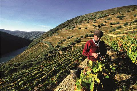 葡萄牙红酒出口上半年同期下降