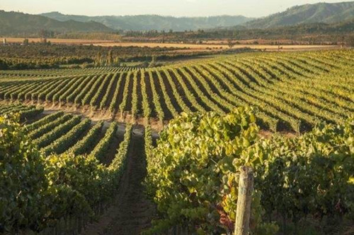 2020智利葡萄酒行业积极前行