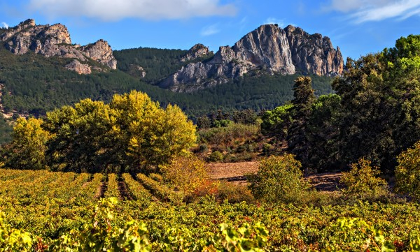 法国葡萄酒代理商应该怎么做？